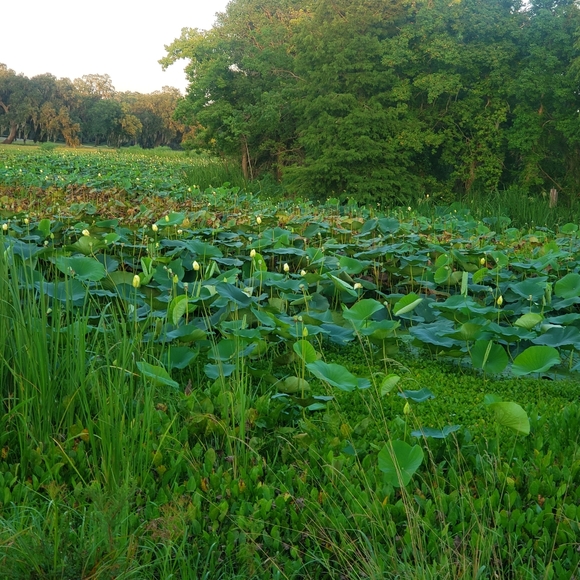 Meet your Posher, Emma - Picture 1 of 1